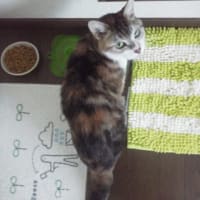 棚、作りました。