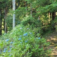 金泉寺「紫陽花」