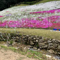 ヤマサの芝桜