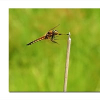 ベッコウトンボ　静と動の狭間