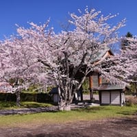 小樽天上寺の桜