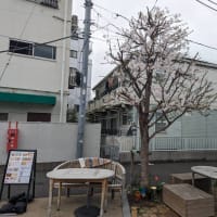 「桜キッチンカフェ "桜とはちみつのゴルゴンゾーラのピザ(6inch) ドリンクセット"」駒込駅北口
