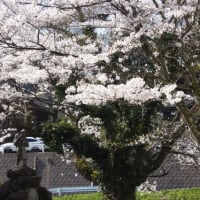 しんちゃんが卒業した、昔の小学校跡の満開の桜と金次郎・・・日本の故郷の原風景！昔の小学校は「桜」に囲まれていました・・・