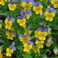 散歩道谷端川緑地　ホタルブクロの花　　　7