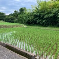 七沢温泉