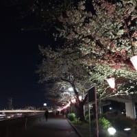 夜練(汐入・隅田川コース 10.5キロ)
