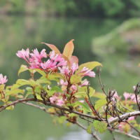 見上げると　緑葉の中から可憐な花が！・・・けいはんな記念公園　エゴノキ
