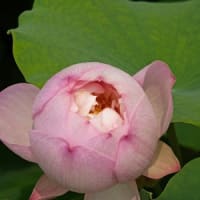 花はす園のハスの花①