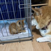 新規生徒さんの募集を開始しました！