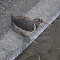 奇跡的に、出会った、タマシギの姿、ドキドキ眺め　(　岐阜県美濃地方　)