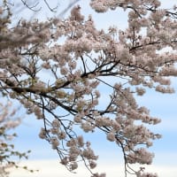 高台橋の桜、満開ですが・・・あいにくの天気・・・