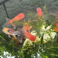 金魚ちゃん順調に成長してま～す