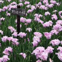 馬見丘陵公園の菖蒲
