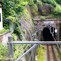 極楽寺駅トンネル前の斜面を覆いつくした青紫の「ノアサガオ」！！