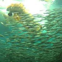 「のとじま水族館」へ行ってきました。