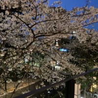 お花見🌸クルーズ
