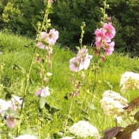 梅雨入り前の紫陽花