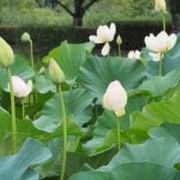 夕暮れ時の古代蓮の里