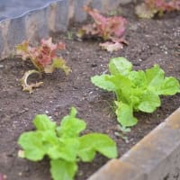 野菜の収穫と状況です