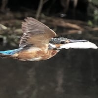 後ろ向き水絡み大魚咥え、お魚運び　2025.7.18