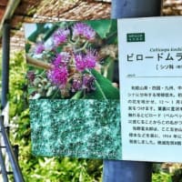 「牧野植物園・四国(3)」