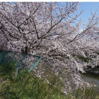 堤の桜が満開になりました。