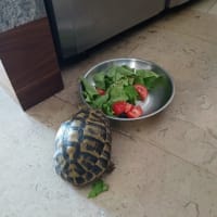 第二の人生と中華ナイト