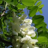 季節の花「針槐 （はりえんじゅ）」