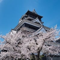 熊本城の春 