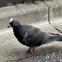 オサンポ walk - 鳥bird : 鳩の羽冠(うかんむり)？？？ A dove has got a crown