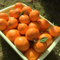 この冬の柑橘仕事