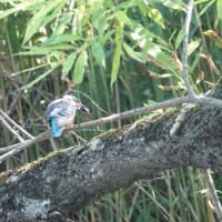見守られてカワセミ雛は実践中、
