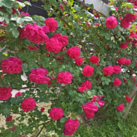 薔薇を愛でる