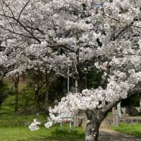 さくら🌸