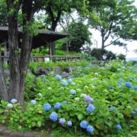 多摩川台公園あじさい園　　きれいな濃い色のべにがくあじさい　　5