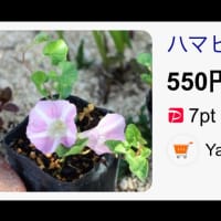 ベランダは夏の花ざかり