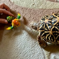 ☆ホシガメ☆カラフル🐢マグネットに興味あり……ｼﾀﾀﾀｯ ﾍ(*¨)ﾉ