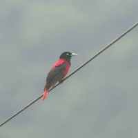 台湾で一番美しい鳥～ヒゴロモ/朱鸝