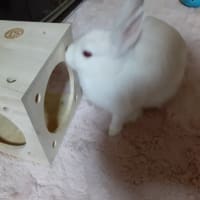 ラビッツ村のまるちゃん疲れたお顔