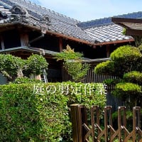 庭の剪定作業　　2025.6.1