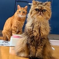 1300円✕５＋郵便代😿