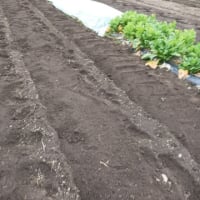 今年もジャガイモを植える。