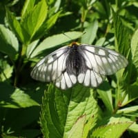ウスバシロチョウ　家の周りでも飛び回っています