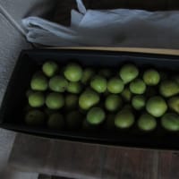 梅の　お届け