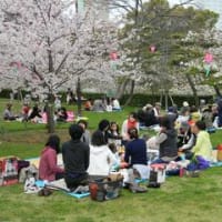 3年ぶり！奇跡のお花見