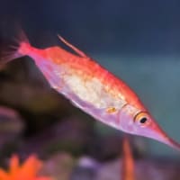 淡島水族館2Fの生き物 FILE:4　底引き網にかかる魚