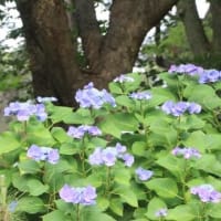 あじさい神苑から境内へ