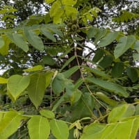 協同学苑　果樹の森