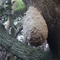 大きな蜂の巣　色づく上山で