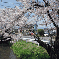 十王公園の桜